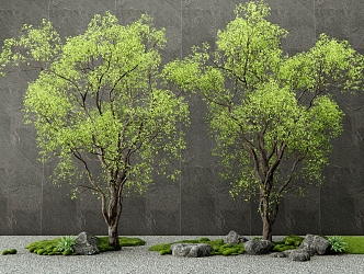 Modern landscape tree arbor courtyard tree modeling tree moss stone landscape sketch 3d model