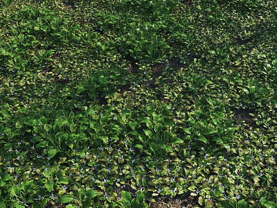 Lush Green Flowers and Plants With Small Blue Blooms Natural Ground Cover 3d model