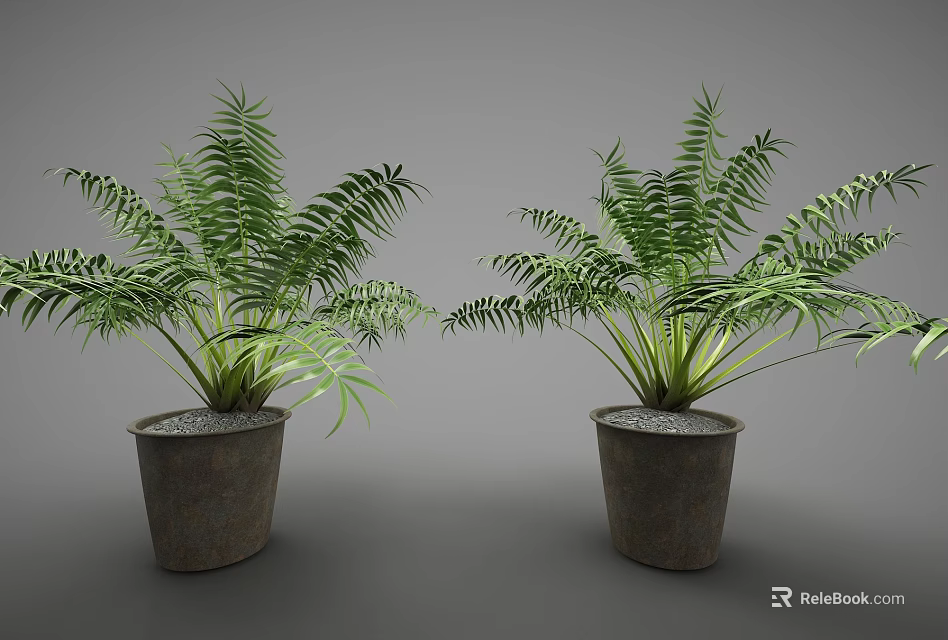 Lush Green Fern Potted Plants In Dark Concrete Planters For Indoor Decor 3d model 