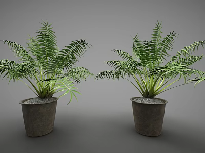 Lush Green Fern Potted Plants In Dark Concrete Planters For Indoor Decor 3d model