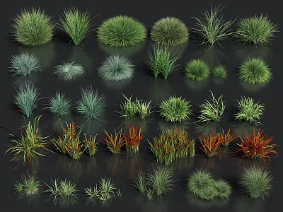 Different Varieties of Ornamental Grasses and Herbaceous Plants for Garden Decoration 3d model