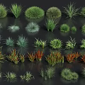Different Varieties of Ornamental Grasses and Herbaceous Plants for Garden Decoration