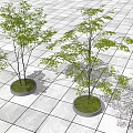 Two Trees in Circular Planters on Grid Patterned Ground With Lush Green Leaves 3d model