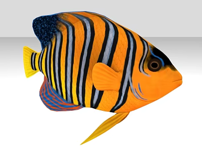 Colorful Tropical Aquatic Fish With Orange Black White Blue Striped Body And Yellow Fins 3d model