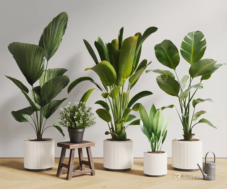 Varied Large Leaf Green Potted Plants in White Planters with Wooden Stool and Watering Can 3d model 