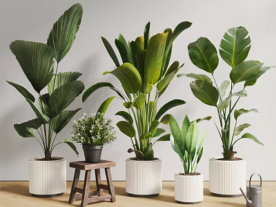 Varied Large Leaf Green Potted Plants in White Planters with Wooden Stool and Watering Can 3d model