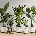 Varied Large Leaf Green Potted Plants in White Planters with Wooden Stool and Watering Can