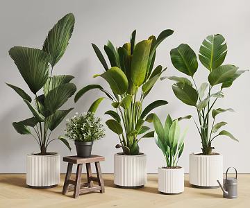 potted plant potted plant green plant canna bird of paradise stool 3d model