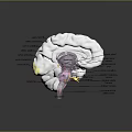 head structure head planer face human head planer face human brain planer face head structure brain structure human head structure 3d model