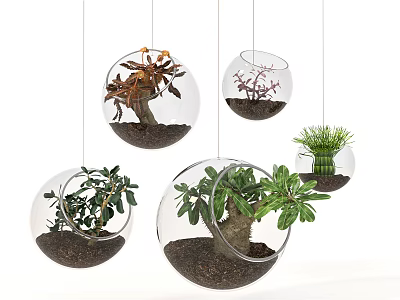 Hanging Glass Globe Planters with Various Green Plants for Indoor Decoration 3d model