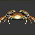 Orange Aquatic Crab With Large Claws And Orange Legs On Dark Background