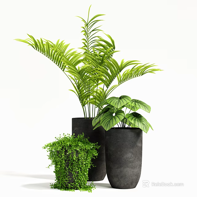 Potted Plants With Various Green Leafy Foliage In Black Pots For Indoor Decoration 3d model 