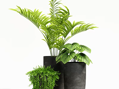 Potted Plants With Various Green Leafy Foliage In Black Pots For Indoor Decoration 3d model
