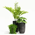 Potted Plants With Various Green Leafy Foliage In Black Pots For Indoor Decoration