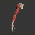 Medical Device Arm Muscle Anatomy Model Featuring Detailed Structure For Educational Purposes