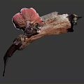Vibrant Pink Mushroom Growing on a Piece of Weathered Wood with Natural Texture