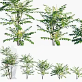 Various Types of Green Leafy Shrubs with Lush Foliage for Garden Decoration
