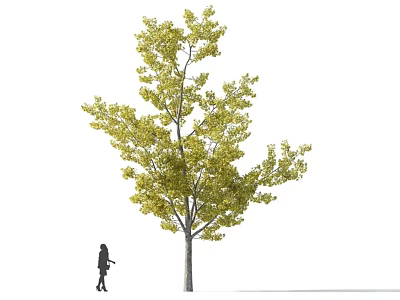Tall Deciduous Tree With Bright Yellow Leaves And Person For Size Reference 3d model