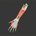 3D Medical Device With Arm Muscles Bones Anatomical Model For Education