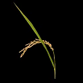 Rice Plant With Mature Ear And Green Leaves On Black Background