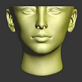 Detailed Anatomical Model Of Human Head Organs Hair Brain And Skull