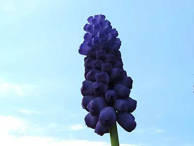 Blooming Purple Hyacinth Flowers With Tall Green Stem Against Blue Sky 3d model