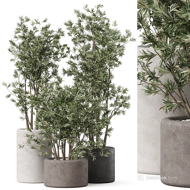 Bonsai Potted Plants With Green Leaves In Modern Concrete Pots For Indoor Decor 3d model 