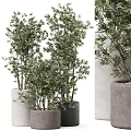 Bonsai Potted Plants With Green Leaves In Modern Concrete Pots For Indoor Decor