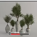 Potted Bonsai Trees With Green Foliage In Ceramic Textured Planters Of Multiple Sizes