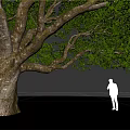 Tall Large Tree with Thick Trunk Extended Branches and Lush Foliage Beside Silhouette Figure