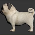 Adorable Pug Dog Standing On Dark Background With Smooth Fur And Shiny Reflection