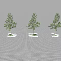 Multiple Tree Planters With Green Trees Arranged On Paved Ground With Shadows 3d model