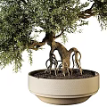 Bonsai Tree With Lush Green Foliage Twisted Trunk And Exposed Roots In Pot