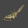 Vibrant Yellow And Black Butterfly With Detailed Wing Patterns And Antennae