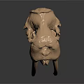 Medical Device Anatomical Skull Model with Detailed Bone Structure for Educational Training Use