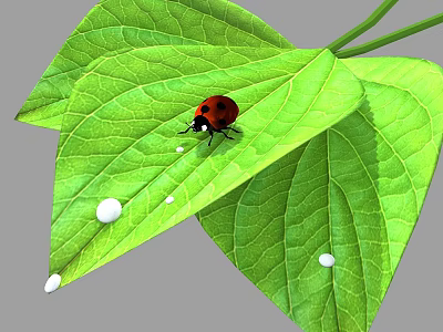 Vibrant Ladybug On Fresh Green Leaves With Shiny Dew Drops 3d model