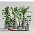 Modern Leafy Potted Plants in Gray Concrete Pots for Indoor Decoration