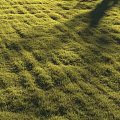 Lush Green Grass in Sunlit Field with Natural Growth and Vibrant Fresh Texture