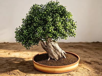 Lush Green Bonsai Tree With Thick Trunk In Terracotta Pot On Sandy Ground 3d model