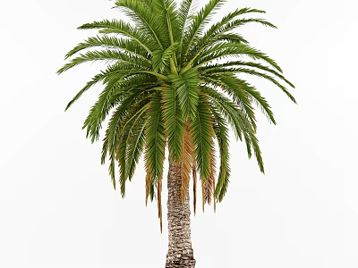Lush Green Palm Tree With Feathery Fronds And Textured Trunk 3d model