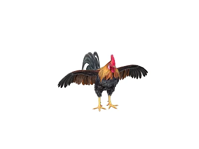 Colorful Rooster Flying Animal Displaying Red Comb Black Feathers Spread Wings And Yellow Legs 3d model