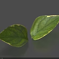 Fresh Green Leaves With Variegated Edges On Gray Background With Shadow 3d model