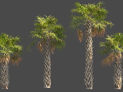 Four Palm Trees With Textured Trunks And Green Yellow Leaves 3D Render 3d model
