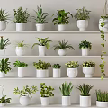 Various Green Potted Plants Arranged On White Shelves With Different Leaf Types 3d model