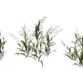 Natural Garden Landscape With Diverse Green Plants And Ornamental Grasses