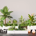 Indoor Plant Combination With Palm Monstera Cactus Succulents In White Planters And Gray Wall Background