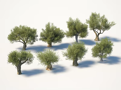 Olive Trees Featuring Green Foliage And Trunks In Various Shapes Isolated On White 3d model