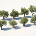 Olive Trees Featuring Green Foliage And Trunks In Various Shapes Isolated On White