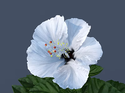 White Hibiscus Flower In Vase With Green Leaves On Gray Background 3d model