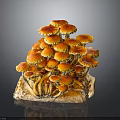 Vibrant Orange Red Mushrooms Growing On Wood With Red Edge Caps Forming Small Landscape